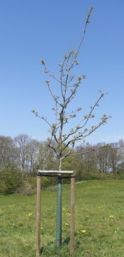 Birnbaum auf dem Burgwall von Garz (Gârdec)